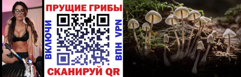мега ТОР  Ленинск-Кузнецкий  это Telegram  Псилоцибиновые грибы Cubensis 